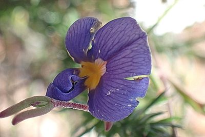 Lotononis filiformis, photographed by Di Turner