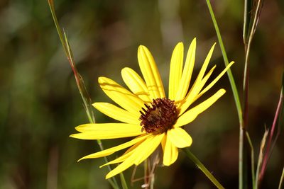 Helianthus heterophyllus, photographed by Lauren McLaurin