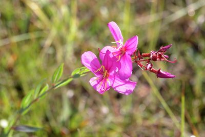 Rhexia alifanus, photographed by Lauren McLaurin