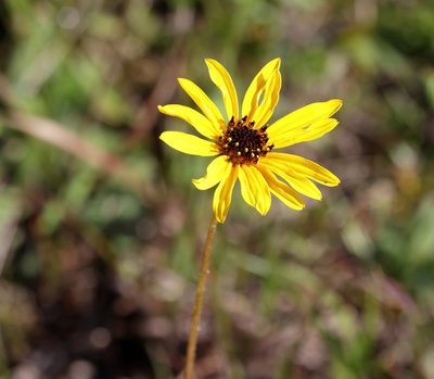 Helianthus heterophyllus, photographed by Lauren McLaurin