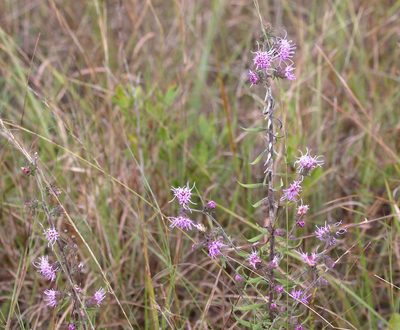 Liatris squarrulosa, photographed by Lauren McLaurin