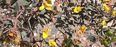 Rafnia capensis, photographed by Di Turner