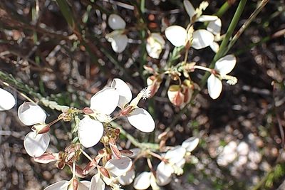 Polygala wittebergensis, photographed by Di Turner