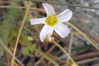 Oxalis fergusoniae, photographed by Di Turner