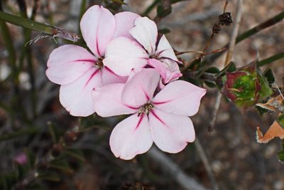 Acmadenia tetragona, photographed by Di Turner