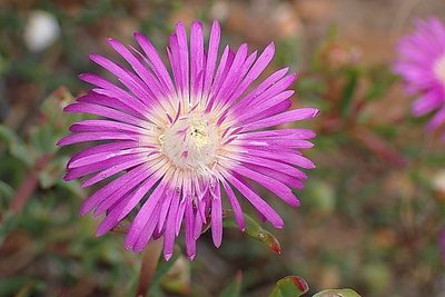 Smicrostigma viride, photographed by Di Turner