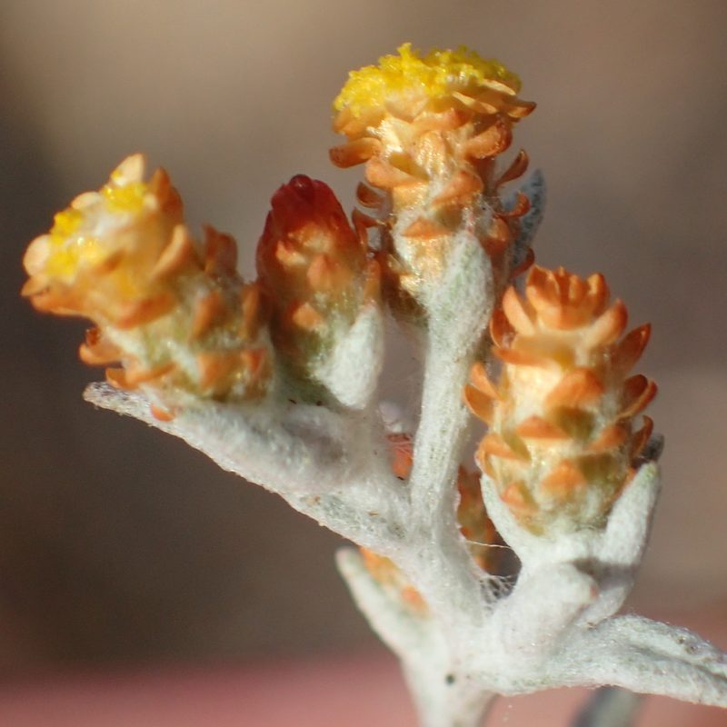 Helichrysum cylindriflorum, photographed by Nicola van Berkel