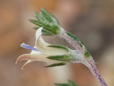 Wahlenbergia cinerea, photographed by Nicola van Berkel