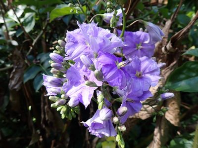 Solanum wendlandii, photographed by Skjold Søndergaard