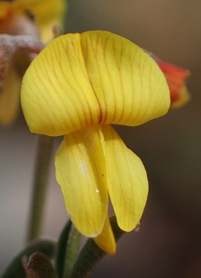 Lotononis acocksii, photographed by Nicola van Berkel