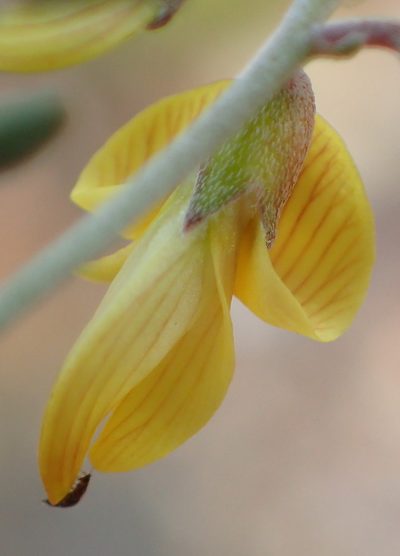 Lotononis acocksii, photographed by Nicola van Berkel