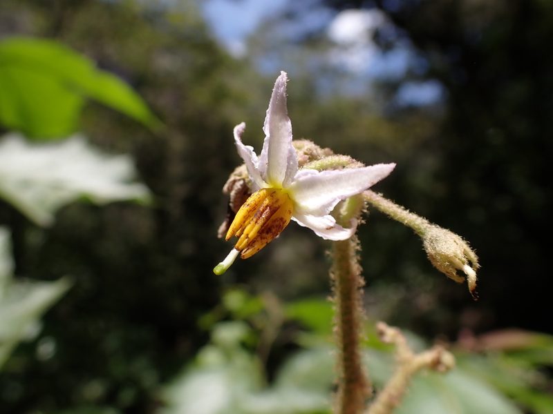 Solanum asperolanatum, photographed by Skjold Søndergaard