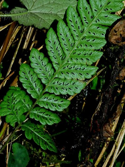 Leptogramma tottoides, photographed by Jacy Chen