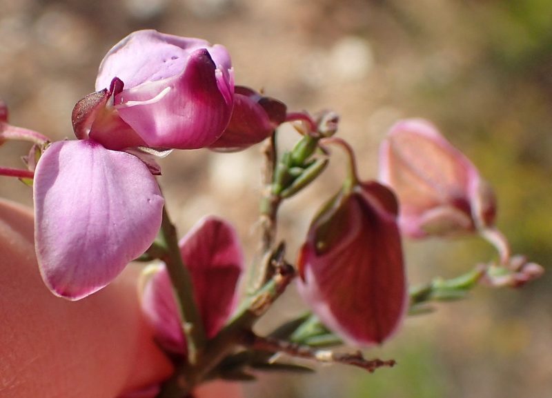 Polygala microlopha, photographed by Nicola van Berkel
