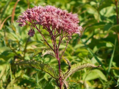 Eutrochium maculatum