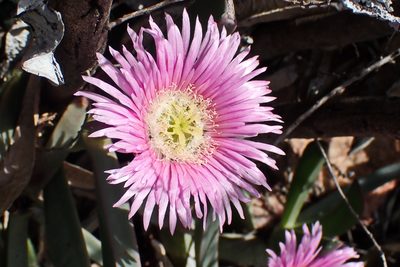 Carpobrotus mellei, photographed by Di Turner