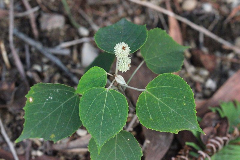 Mallotus apelta, photographed by Agnes Trekker