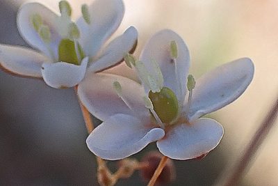 Pharnaceum aurantium, photographed by Di Turner