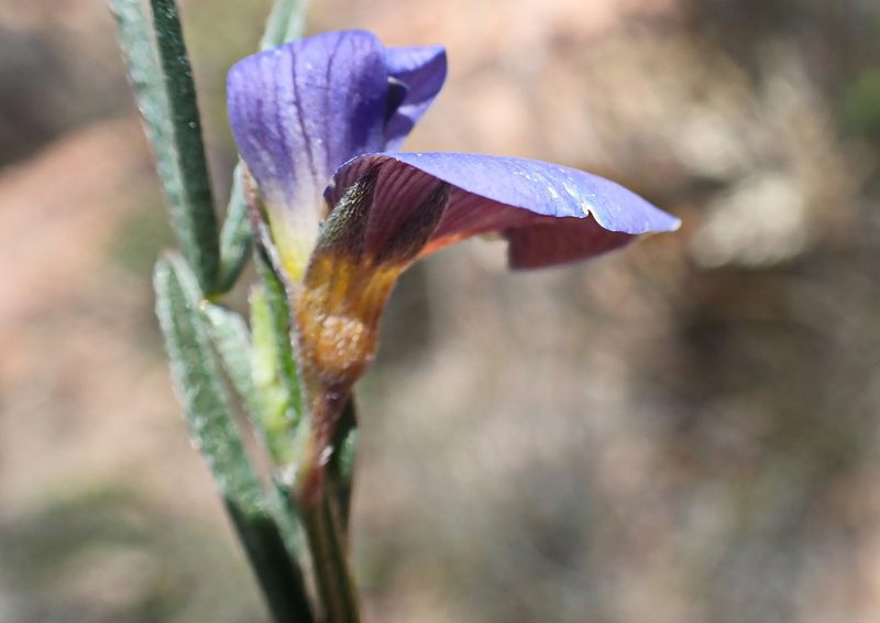 Lotononis filiformis, photographed by Di Turner