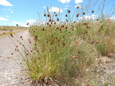 Carex microptera, photographed by Matt Lavin