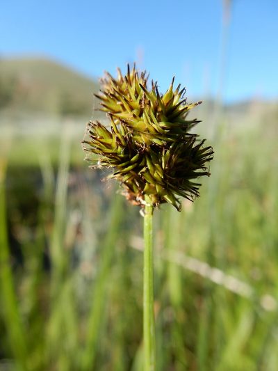 Carex microptera, photographed by Matt Lavin