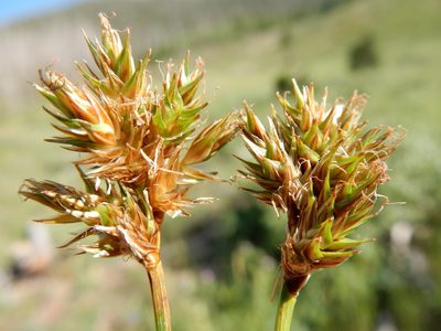 Carex microptera, photographed by Matt Lavin