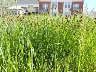 Carex microptera, photographed by Matt Lavin