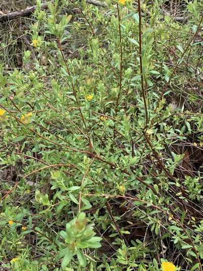 Hibbertia nitida, photographed by Guy Taseski