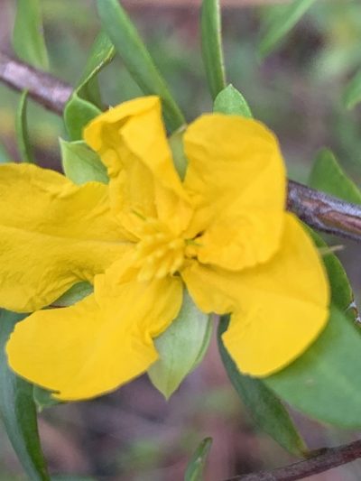 Hibbertia nitida, photographed by Guy Taseski