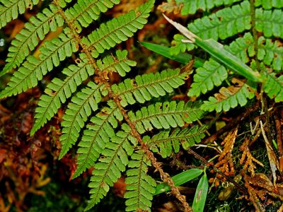 Dryopteris kawakamii, photographed by Jacy Chen