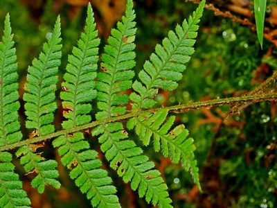 Dryopteris kawakamii, photographed by Jacy Chen