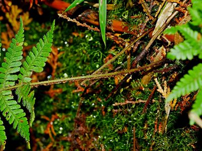 Dryopteris kawakamii, photographed by Jacy Chen