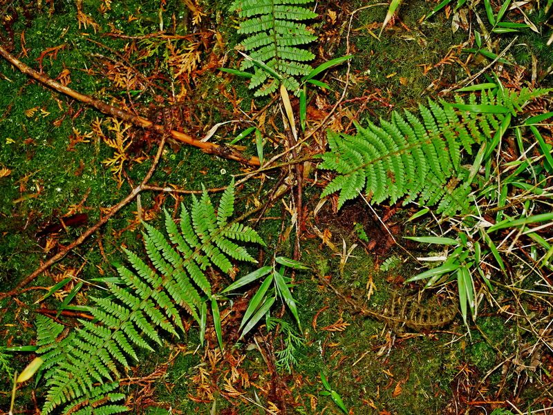 Dryopteris kawakamii, photographed by Jacy Chen