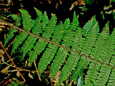 Dryopteris kawakamii, photographed by Jacy Chen
