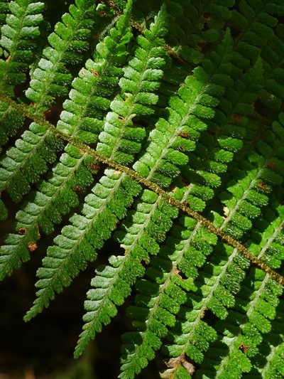 Dryopteris kawakamii, photographed by Jacy Chen