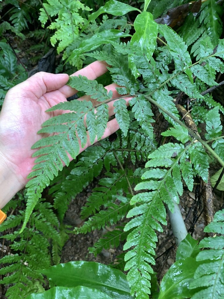 Tectaria dissecta, photographed by 呂一起(Lyu yi-chi)