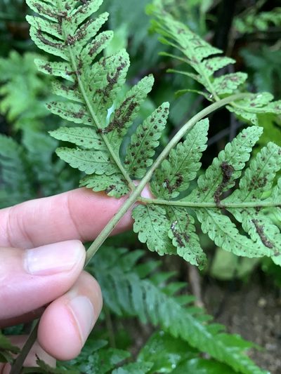Tectaria dissecta, photographed by 呂一起(Lyu yi-chi)