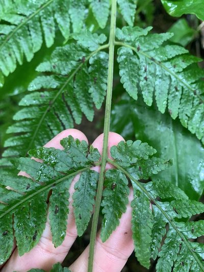 Tectaria dissecta, photographed by 呂一起(Lyu yi-chi)