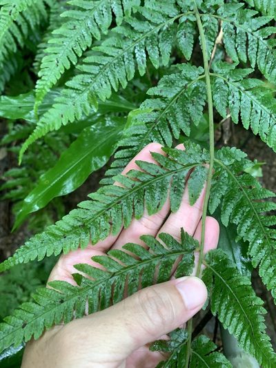 Tectaria dissecta, photographed by 呂一起(Lyu yi-chi)