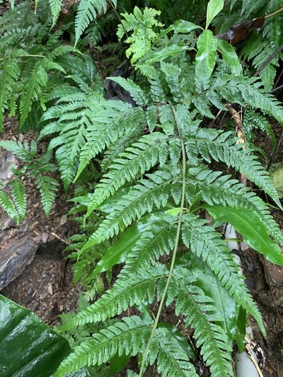 Tectaria dissecta, photographed by 呂一起(Lyu yi-chi)
