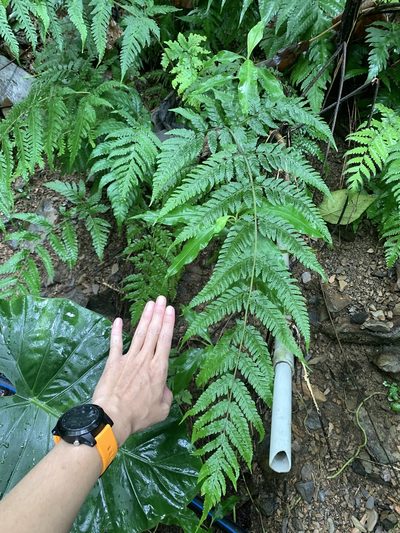 Tectaria dissecta, photographed by 呂一起(Lyu yi-chi)