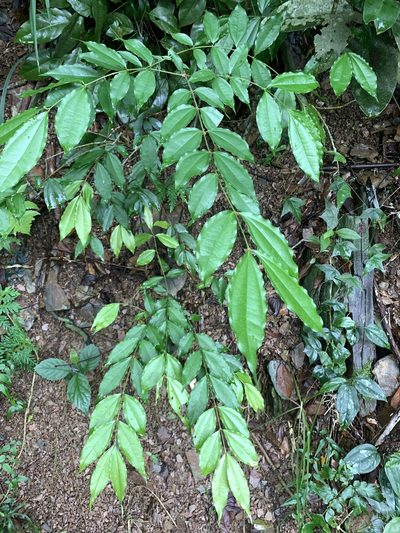 Strychnos cathayensis, photographed by 呂一起(Lyu yi-chi)