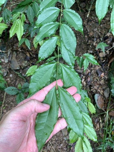 Strychnos cathayensis, photographed by 呂一起(Lyu yi-chi)