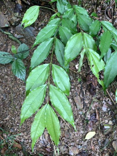 Strychnos cathayensis, photographed by 呂一起(Lyu yi-chi)
