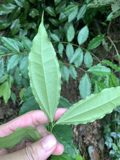 Strychnos cathayensis, photographed by 呂一起(Lyu yi-chi)