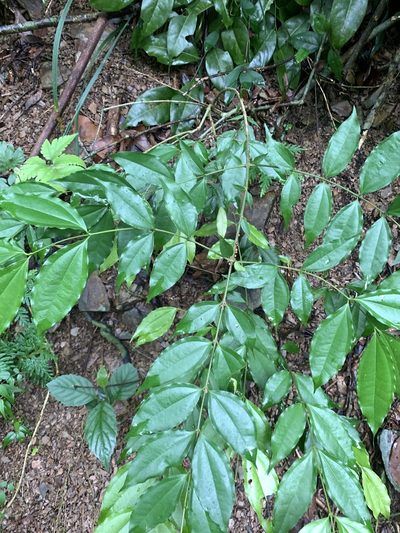 Strychnos cathayensis, photographed by 呂一起(Lyu yi-chi)