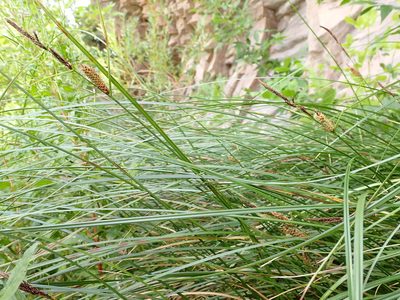 Carex pellita, photographed by Matt Lavin