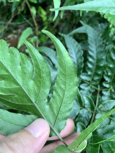 Tectaria impressa, photographed by 呂一起(Lyu yi-chi)