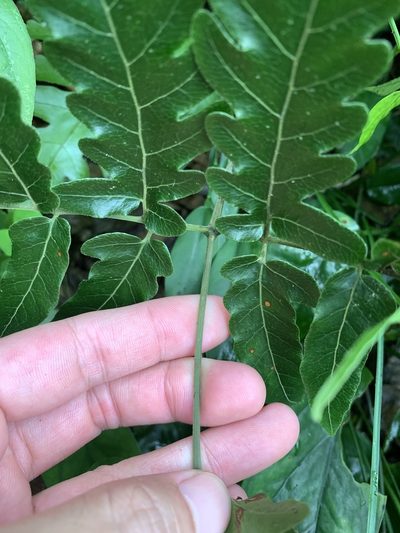 Tectaria impressa, photographed by 呂一起(Lyu yi-chi)