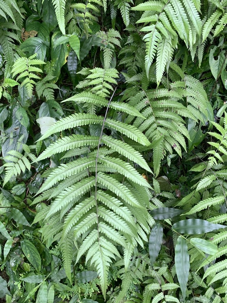 Christella ensifera, photographed by 呂一起(Lyu yi-chi)